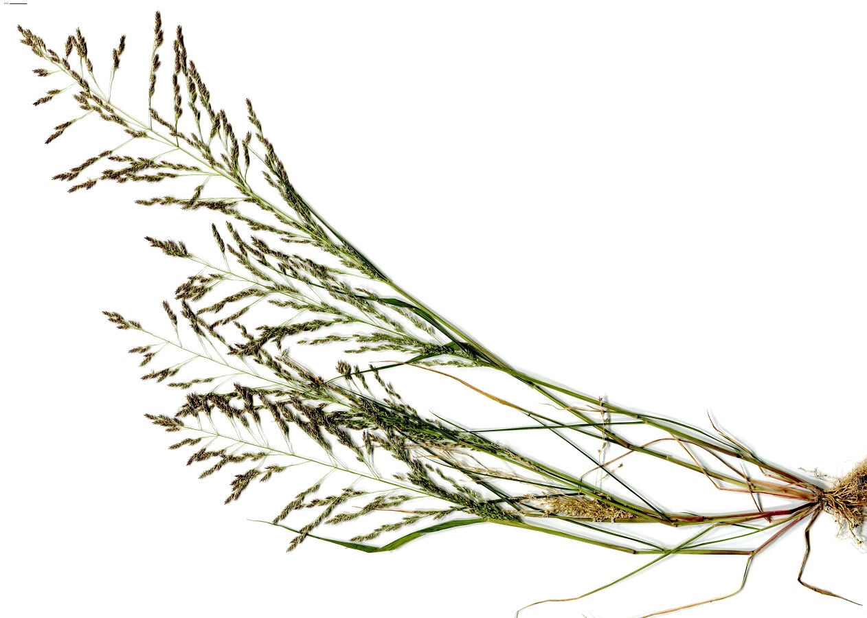 Eragrostis pectinacea (Poaceae)